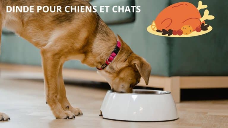 DINDE CHIENS