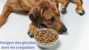 croquettes danger glucides