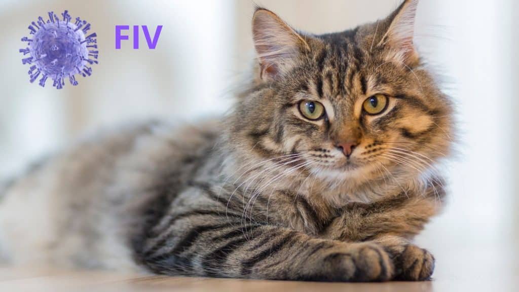 Photo inspiration: Fiv Treatment Options For Cats Reference: Virus De L Immunodéficience Féline Fiv Bien Comprendre Cette Maladie