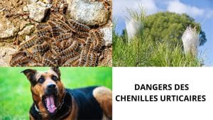 dangers-chenilles urticaires