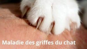 maladie des griffes du chat