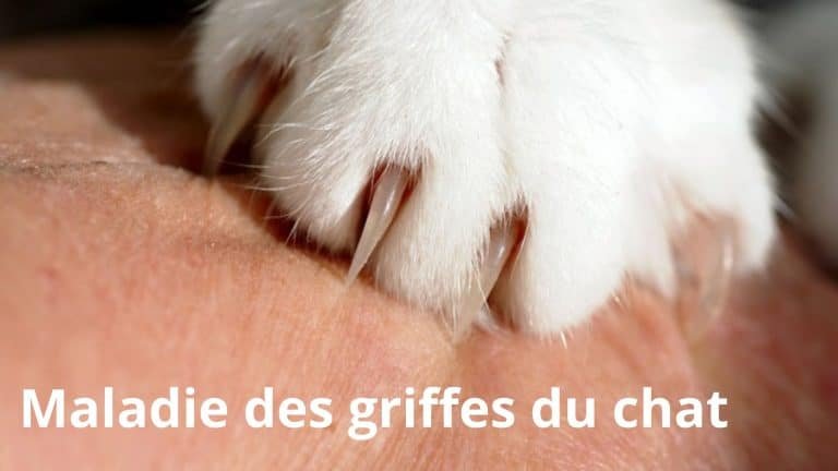 maladie des griffes du chat