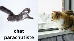 syndrome du chat parachutiste