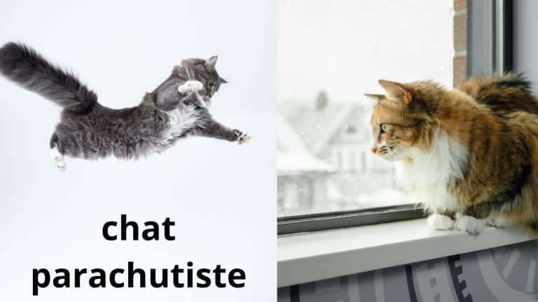 syndrome du chat parachutiste