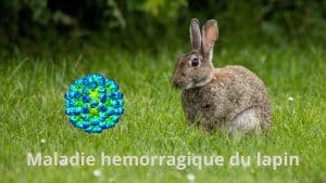 maladie hemorragique du lapin VHD