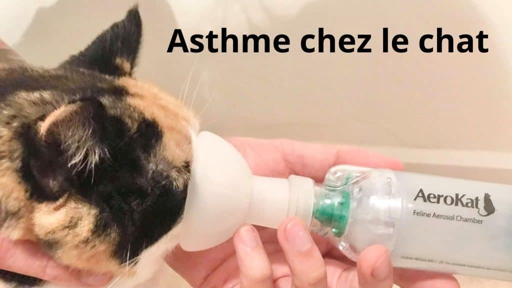 asthme chez le chat