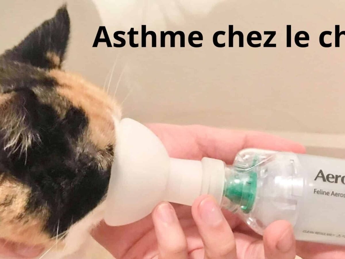 Asthme chez le chat: ce qu'il faut savoir