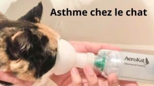 asthme chez le chat