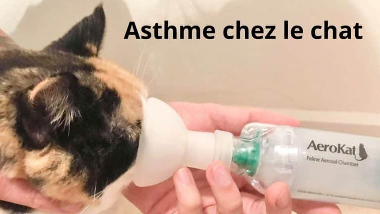 asthme chez le chat
