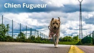 chien fugueur