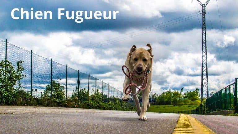 chien fugueur