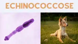 echinococcose chez le chien