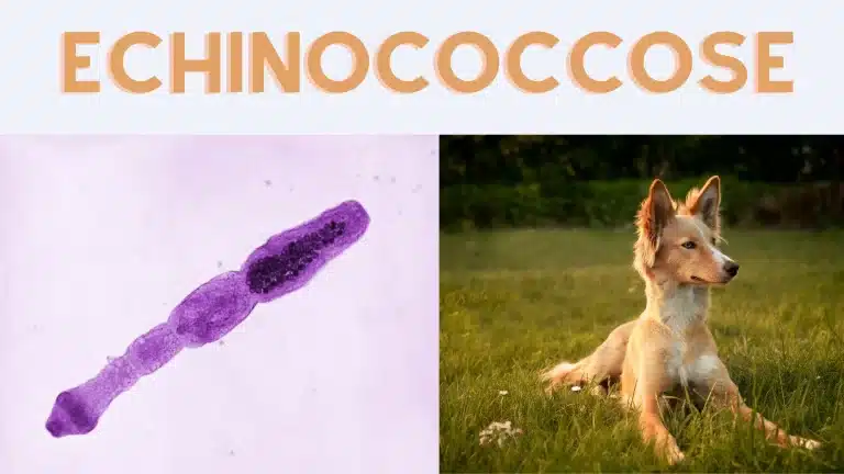 echinococcose chez le chien