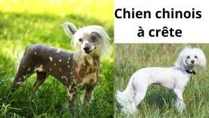 chien chinois à crête