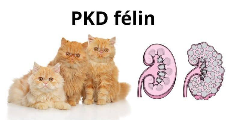 PKD félin reins polykystiques