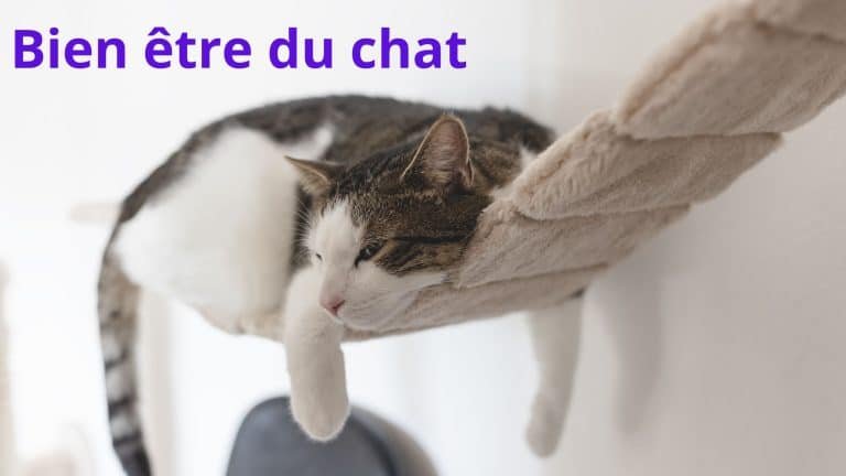 bien-être-du-chat