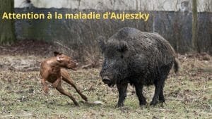 maladie d'Aujeszky chez le chien