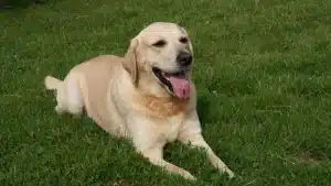 mutation genetique POMC