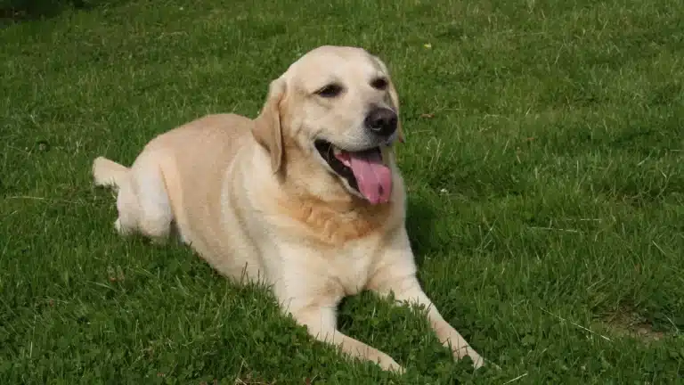 mutation genetique POMC