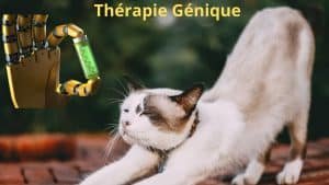 thérapie génique pour les chats