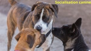 socialisation canine