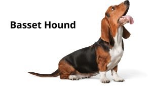 Basset Hound