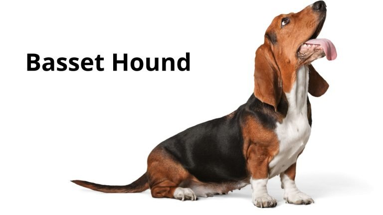 Basset Hound