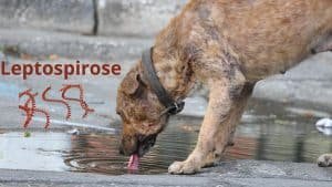 vaccin contre leptospirose