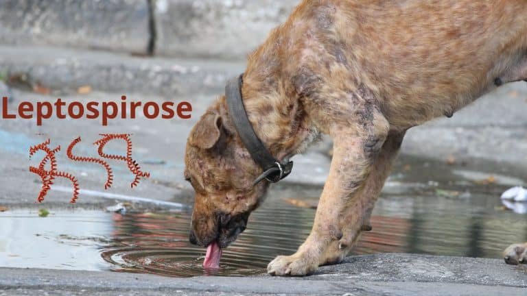 vaccin contre leptospirose