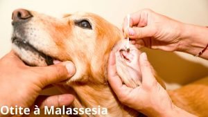 otite à malassesia