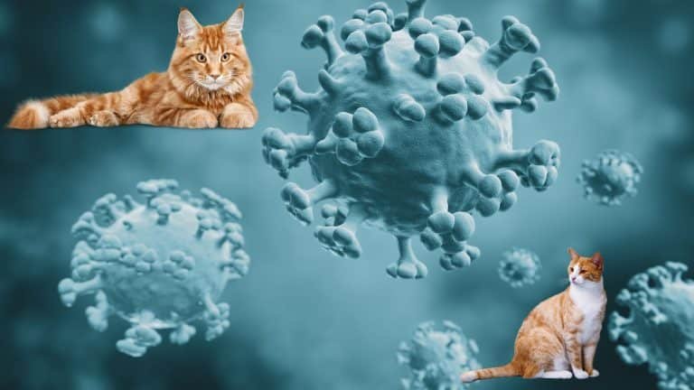 grippe aviaire belgique chats contaminés