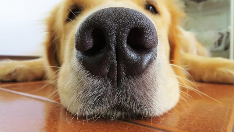 nez des chiens