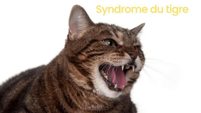syndrome-du-tigre