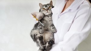 vaccination-chat-immunodeprime