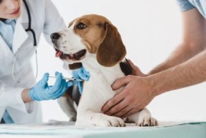 survaccination du chien et du chat est il un danger,