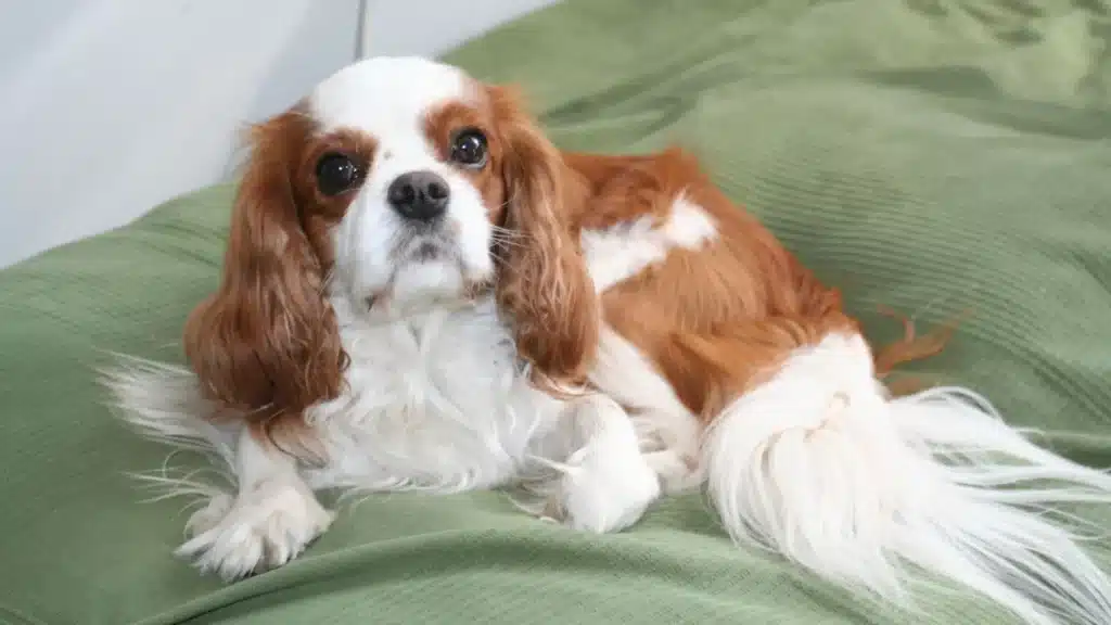 CAVALIER KING CHARLES  numéro 1 des races de chiens pour petits appartements 