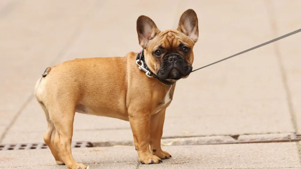 bouledogue francais une des races de chiens favoris pour petits appartements 