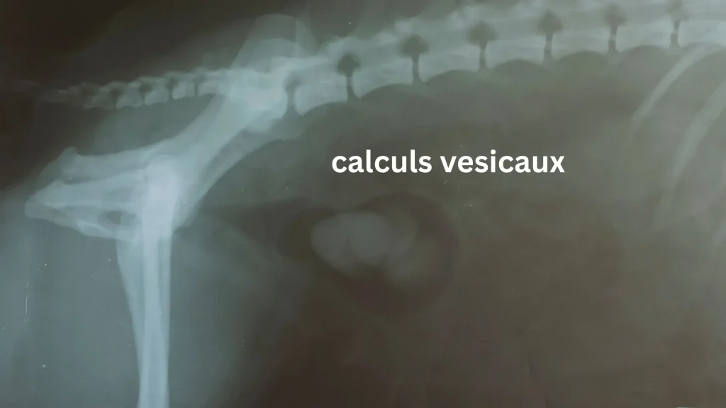 calculs dans la vessie d'un chien 