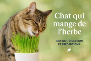 chat qui mange de l'herbe