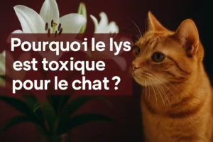 lys est toxique pour le chat