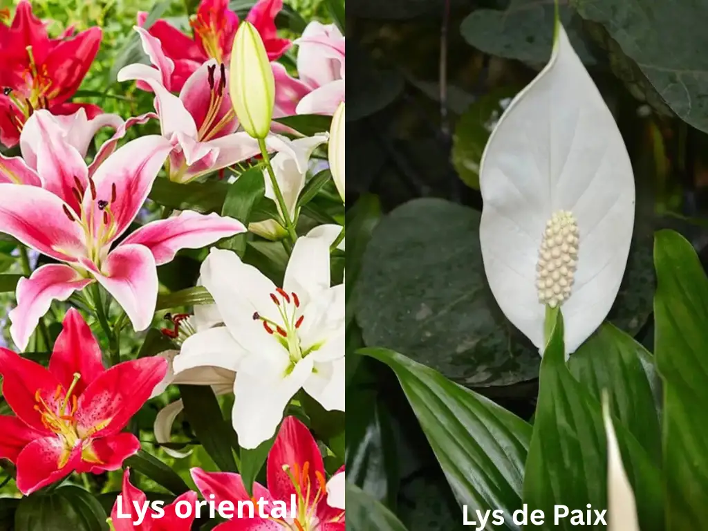 lys oriental -lys de paix