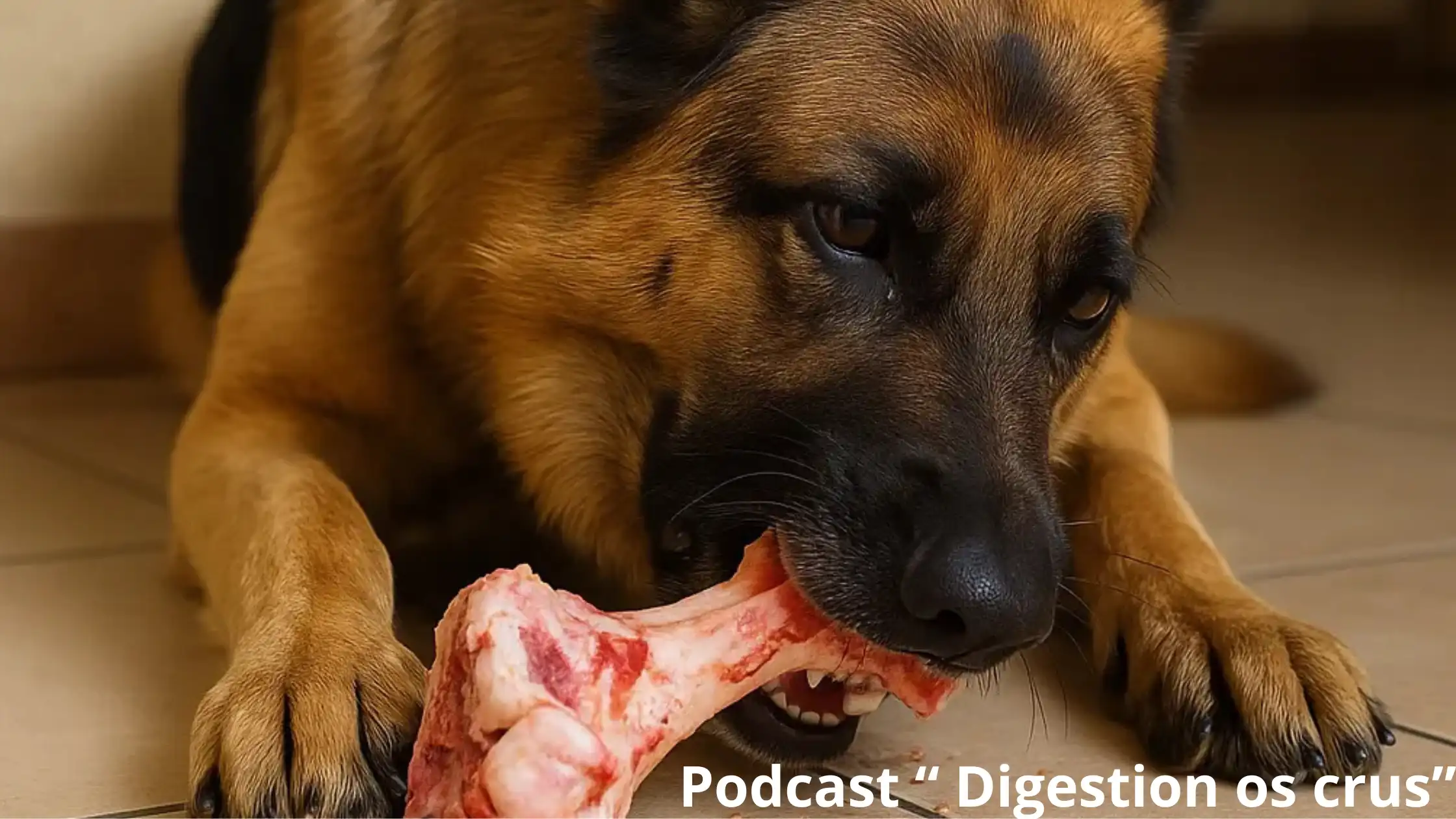 Couverture d'épisode — chien en consultation