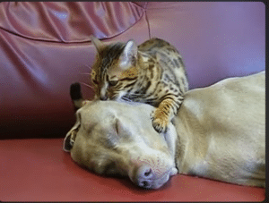 chat masseur posé sur la tête d’un chien endormi, donnant l’impression de le masser sur un canapé.
