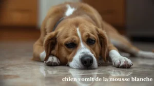 Chien allongé au sol avec texte indiquant un vomissement de mousse blanche.