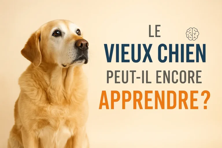 Vieux chien assis regardant sur le côté avec le texte “Le vieux chien peut-il encore apprendre ?”.