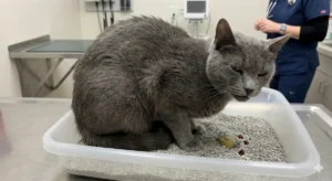 Chat gris dans une litière avec traces visibles de sang, illustrant une infection du tractus urinaire chez le chat en consultation vétérinaire.