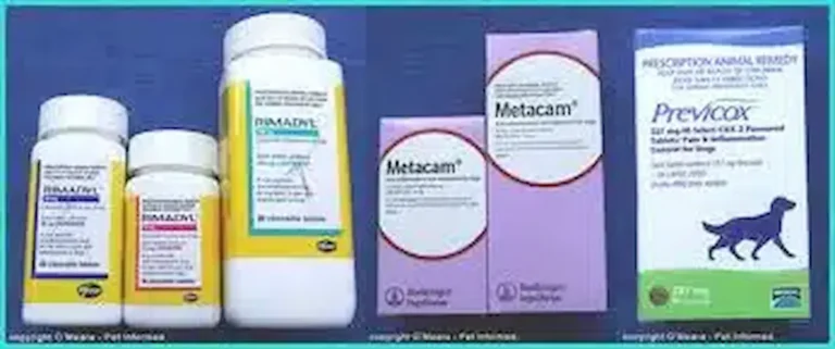 Boîtes de médicaments vétérinaires anti-inflammatoires non stéroïdiens pour chiens, dont Metacam, Previcox et Rimadyl.