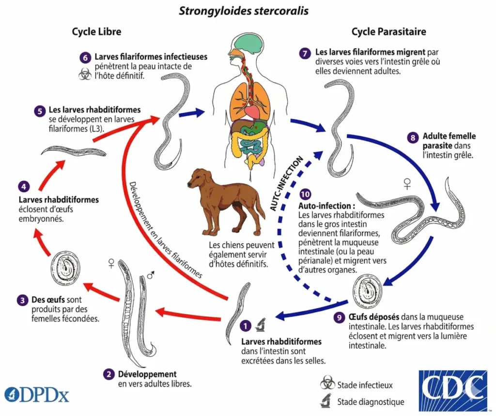 nfographie du cycle de vie strongyloïde montrant les stades larvaires et parasitaires chez l’humain et le chien