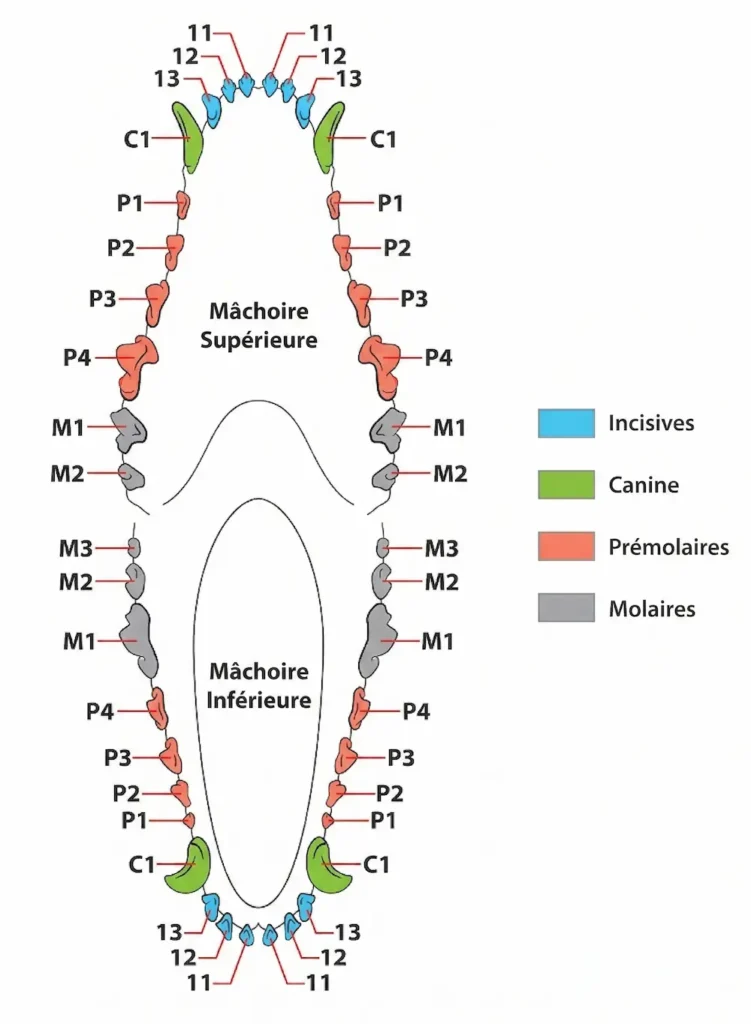 dentition chien adulte schema machoire superieure inferieure incisives canines premolaires molaires
