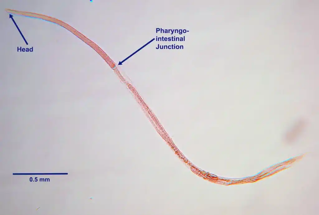 trongyloïde femelle observée au microscope avec indication de la tête et de la jonction pharyngo-intestinale